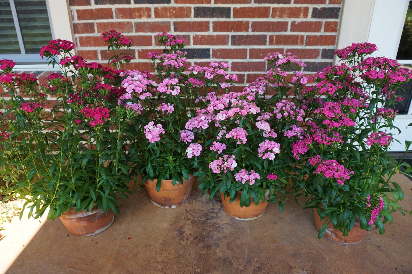 Jolt dianthus adds a spark to landscapes this fall 
